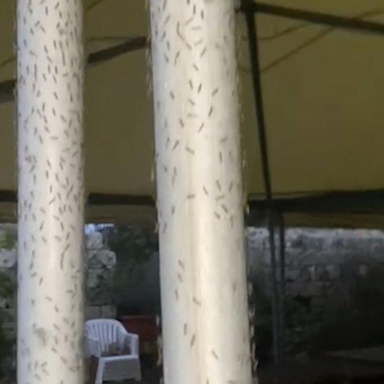 Swarms of midges are bugging a Tuscan beach town, which wants an emergency declared to help